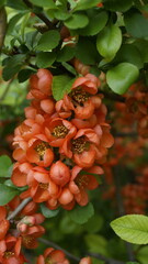  Japanese quince, Chaenomelis, wild quince, flowering quince