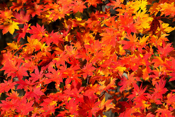 Maples with bright red leaves in autumn, Primorye, Russia