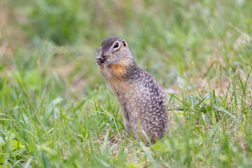 Speckled ground squirrel animal stands on its hind legs