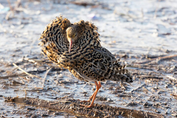 Male Ruff (bird) in breeding plumage stands on the shore of the lake, close up