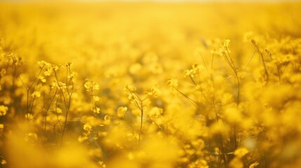 Vibrant Yellow Wildflowers in Sunlit Field. Nature Background with Golden Light. Bokeh Effect. Warm Wallpaper