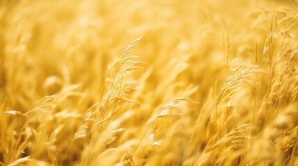 Golden, Yellow Wheat Field Close-up. Agricultural Beauty, Natural Background Texture. Bokeh Effect. Warm Wallpaper
