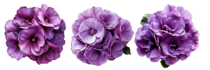A bouquet of  purple  begonias on a white isolated background with clipping path.  Close-up without shadows. Nature.