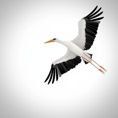 Fototapeta premium Stork Flying Isolated on White Background