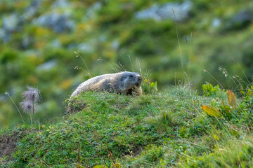 brown black marmot is watching me, attentive, careful father marmot looks for danger to his young to warn them, the adult animal sits between alpine roses and autumnal flowers and grasses, looking 