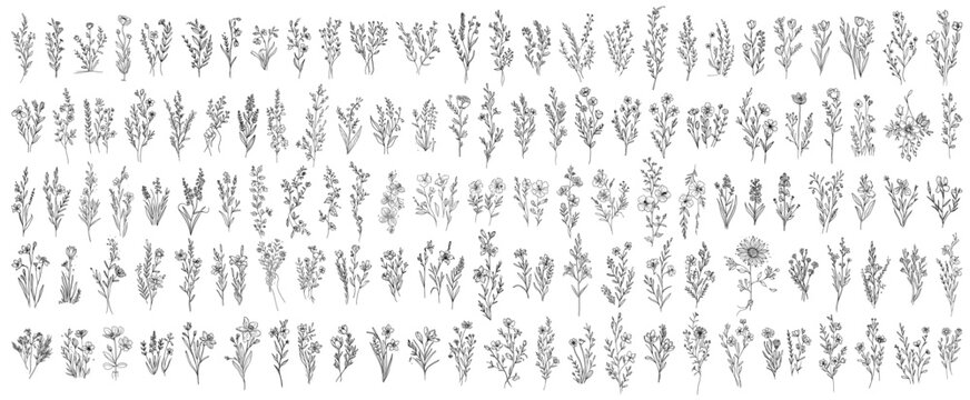 wild plants and wild flowers, large collection of hand drawn flowers in monoline doodle style