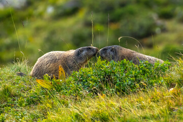 Naklejka premium two marmots kiss each other in greeting, As a greeting, they strengthen their family bond and are affectionate towards one another, the adult animals sits between alpine roses and autumnal flowers