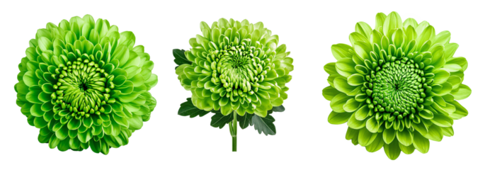 Chrysanthemum  green. Flower on  isolated  white background with clipping path without shadows. Close-up. For design. Nature.