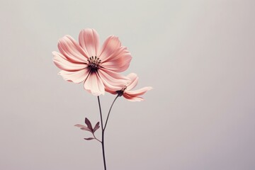 Flower outdoors blossom nature.