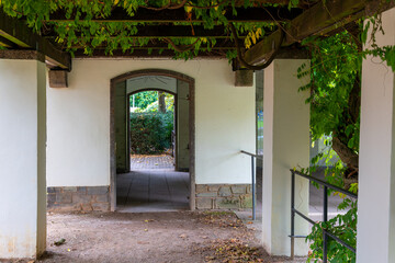 Green creeper plant growing on wooden pergola above terrace in public park