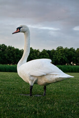 Graceful White Swan standing on the lush green grass lawn