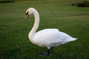 Graceful White Swan standing on the lush green grass lawn
