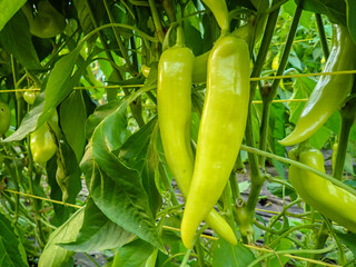 Chili pepper plantation with plastic film placed over the ground, yellow chilli pepper plant in a farmer's field, paprika, chili pepper in greenhouse or glasshouse, in Jijel Algeria, North Africa.