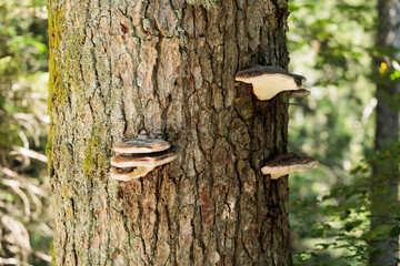 primo piano su grandi funghi cresciuti sulla corteccia di un albero in un bosco