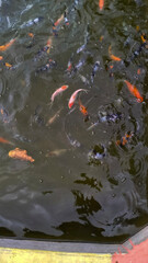 goldfish swimming in a pond