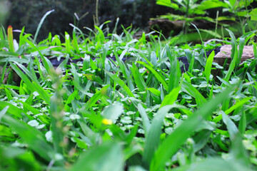 a stretch of grass at the picnic area