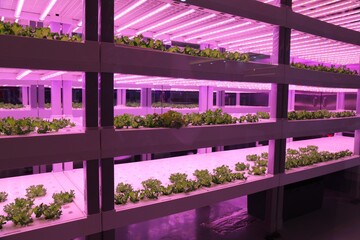 Full spectrum led lighting for plants