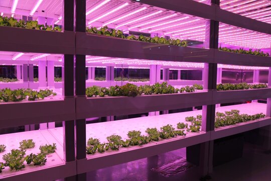 Full spectrum led lighting for plants