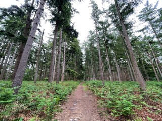 footpath in the forest