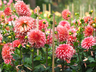 Viele rosa blühende Dahlien