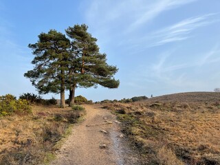 Obraz premium tree in the forest