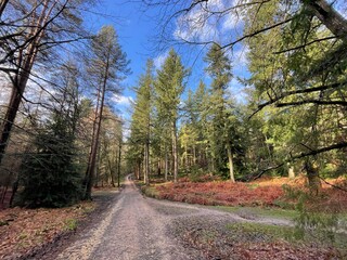 road in autumn forest