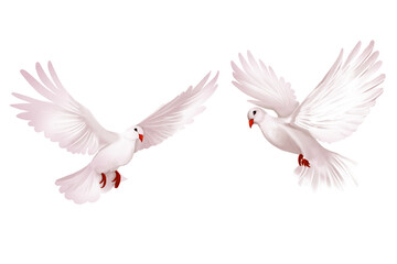 white dove isolated Hand drawn illustration on a transparent background