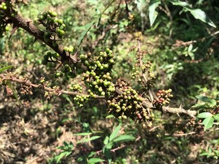 Spices called andaliman or Zanthoxylum acanthopodium DC. Ready to be harvested and sold immediately.