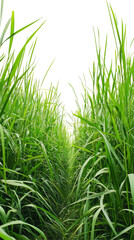 Obraz premium Lush green grass blades with a pathway through the dense growth, white isolated background.