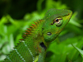 A detailed close-up of a Green Crested Lizard, showcasing its vibrant scales and sharp spikes against a blurred green foliage background. Perfect for wildlife and nature themes