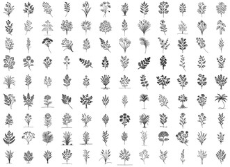 extensive collection of botanical illustrations in minimalist style vector shape