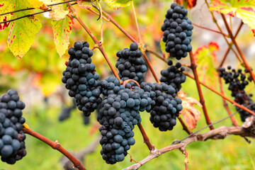Hanging blue grapes. Pinot Noir vines, Assmannshausen, Rheingau wine-growing region in Germany.