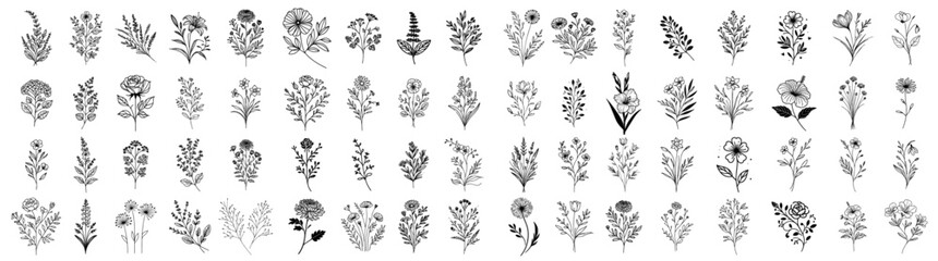 diverse floral sketches capturing the beauty of nature