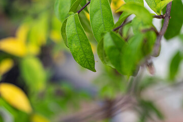 tree with yellow leaves in autumn