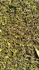 close up of dried clove stalks texture background