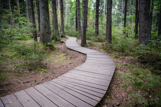 Ecological curve boardwalk, footpath in national park through dark coniferous spruce forest, natural trail through protected environment. Road made of wooden planks in woodland.  - Powered by Adobe