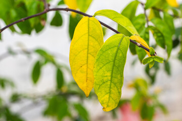 Close up of tree leaves are green, yellow and brown in autumn.
