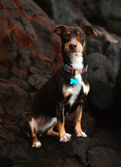 A Dog Enjoying a Day on the Beach