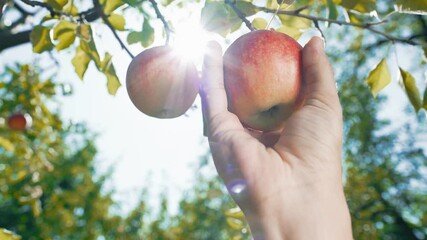 A person reaching for ripe apples hanging from a tree in a sunny day