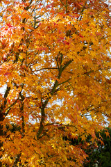 alberi d'autunno