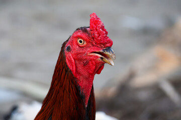 The fighting cock in garden nature farm