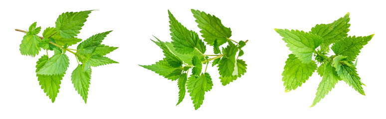 nettle on a transparent isolated background.