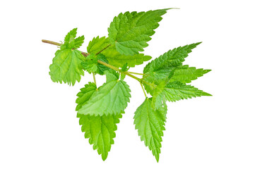 nettle on a transparent isolated background.