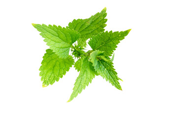 nettle on a transparent isolated background.