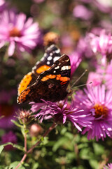 Butterfly Vanessa atalanta on a pink aster flower.