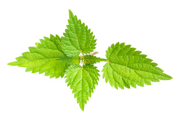 nettle on a transparent isolated background.