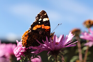 Butterfly Vanessa atalanta on a pink aster flower.