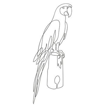 Parrot icon, logo, sign. Parrot single continuous line drawing. Graphic line art for coloring book. Smart funny parrot bird minimalist vector illustration. Flying animal concept for pet club.