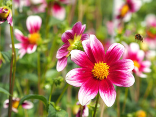 Fototapeta premium Kleine Dahlienblüte