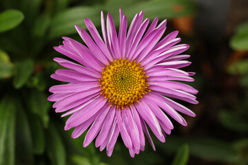 Obraz premium a closeup of beautiful pink aster flower in the garden
